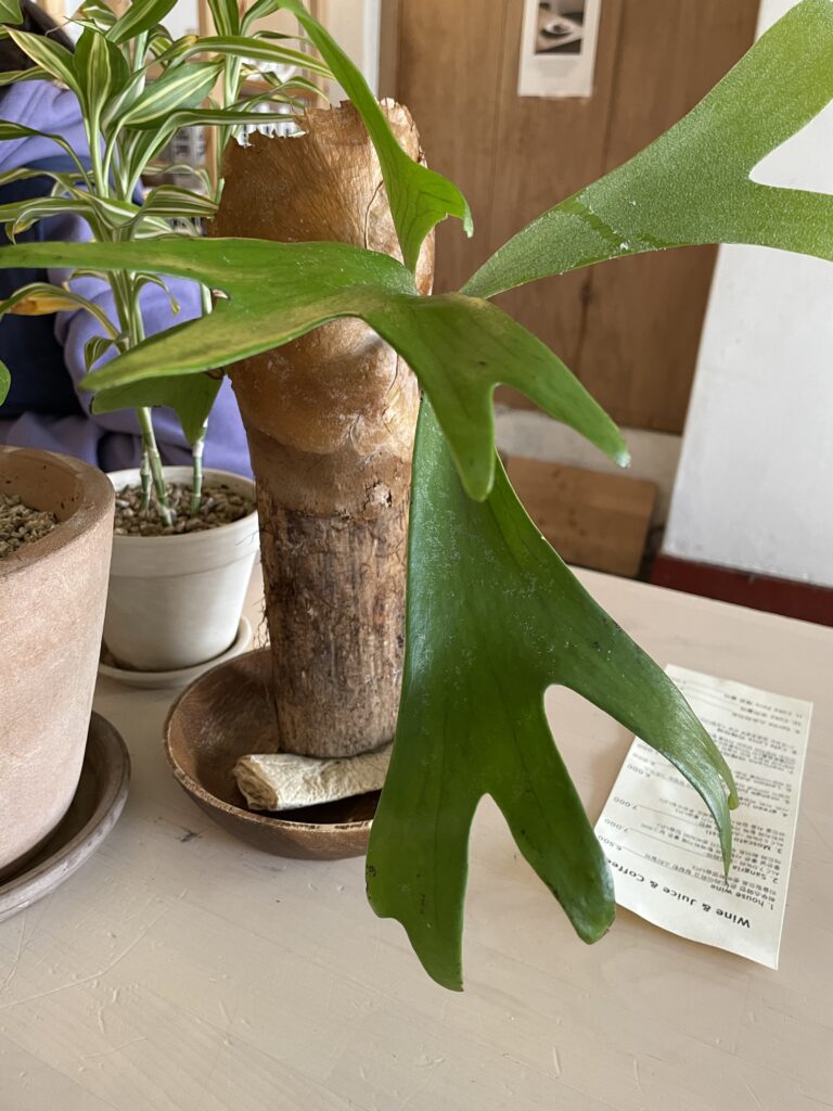 plant interior design relaxes you