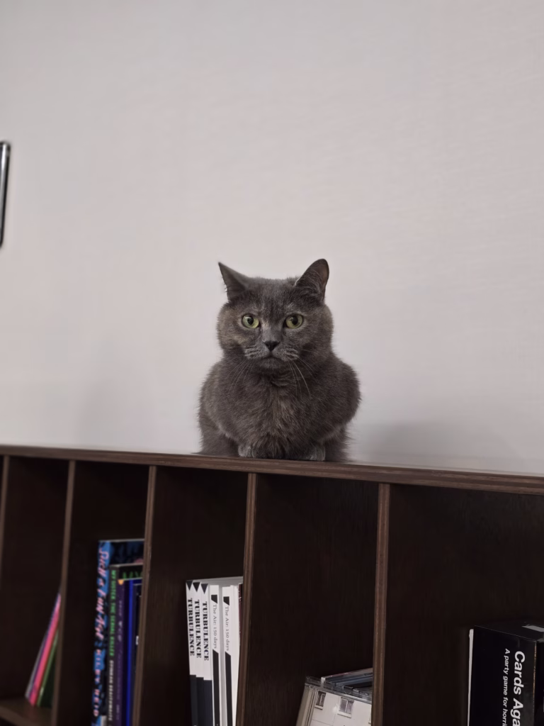 Cat on the open shelf