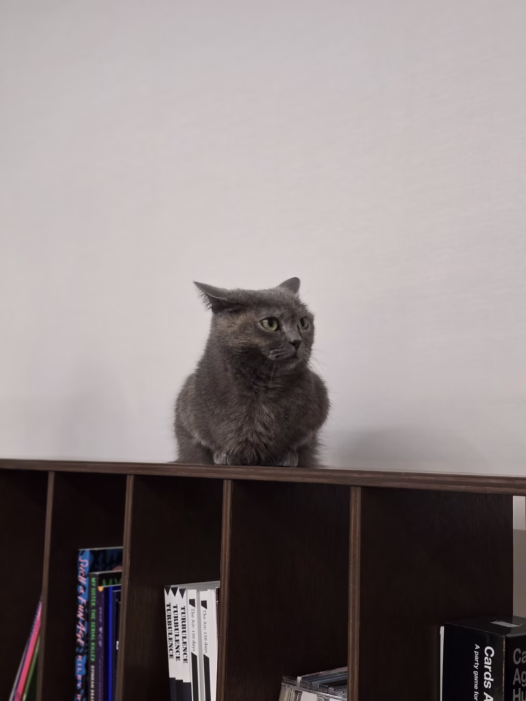 Cat on the open shelf